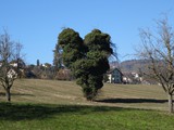 herzbaum
